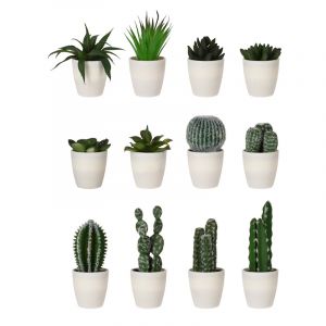 Planta Cactus E/Maceta