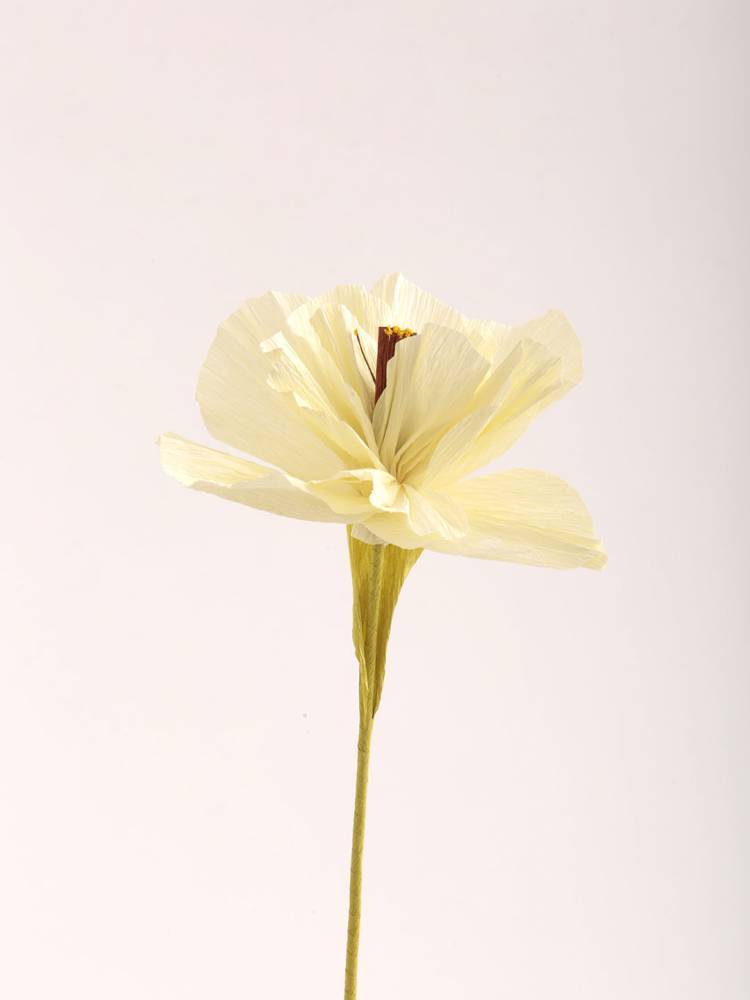 Flor Color vista 2