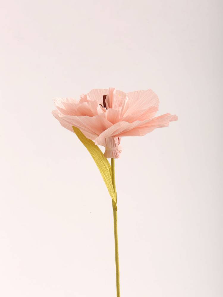 Flor Color - Vista 3