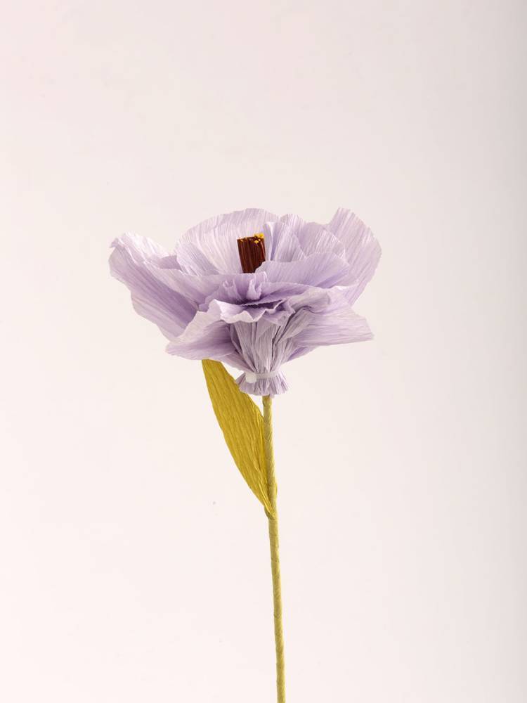 Flor Color - Vista 4