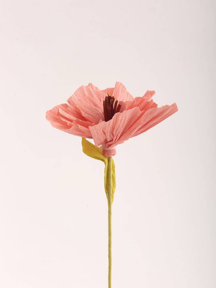 Flor Color - Vista 5