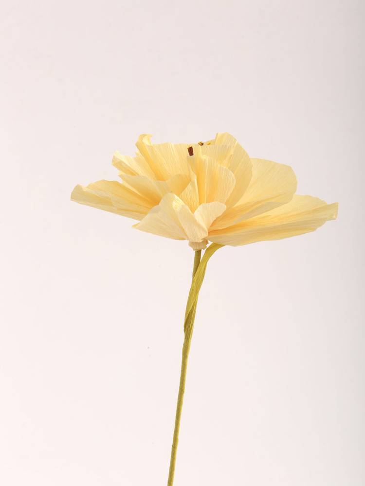 Flor Color