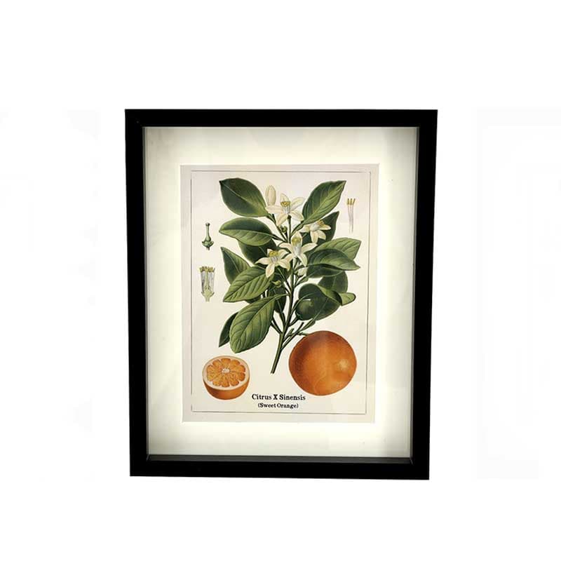 Cuadro Cítrico vista 2