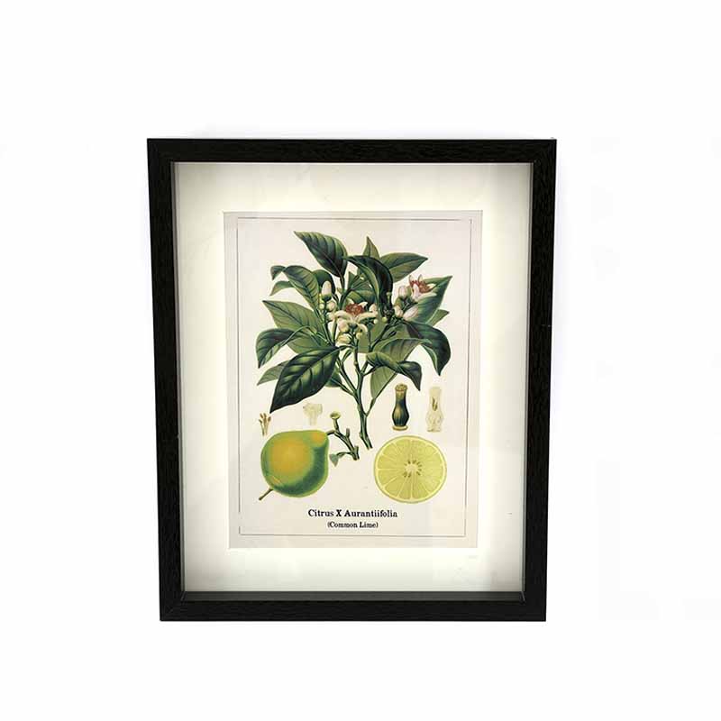 Cuadro Cítrico - Vista 3