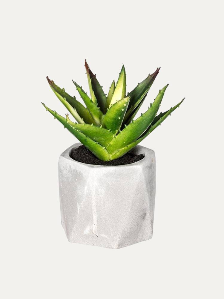 Planta E/Maceta Geometric vista 2
