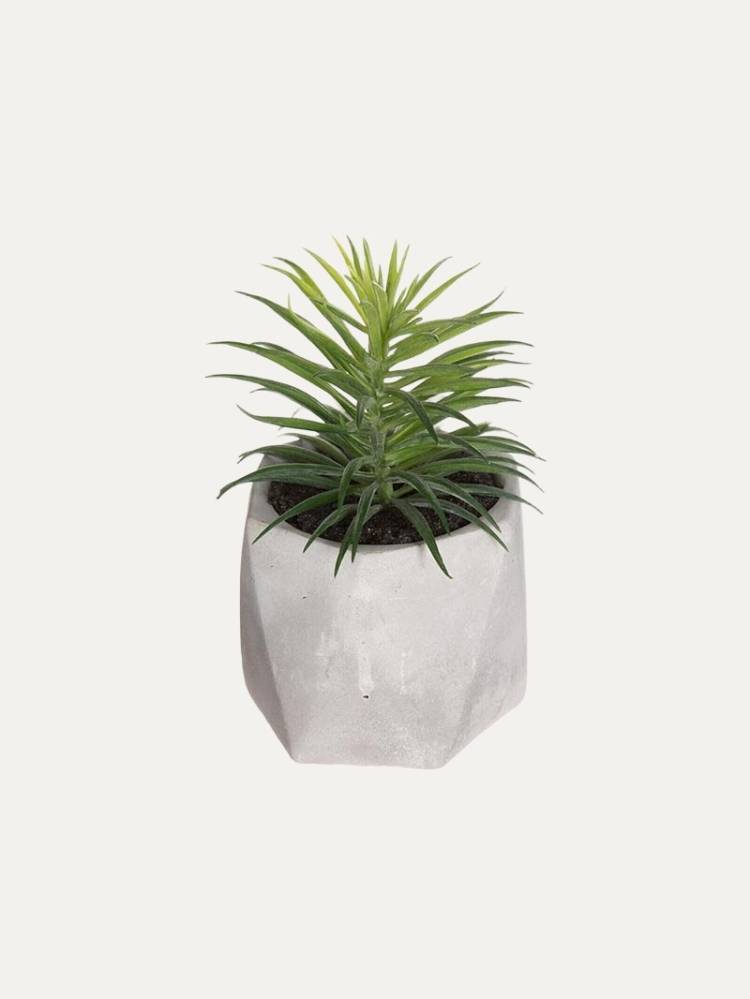 Planta E/Maceta Geometric