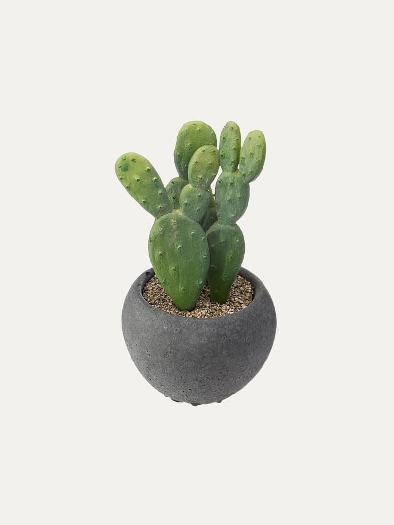 Cactus E/Maceta