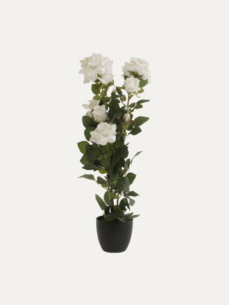 Rosal E/Maceta