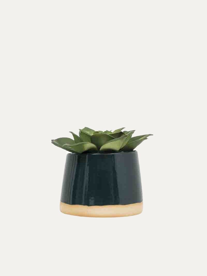 Planta E/Maceta Colour