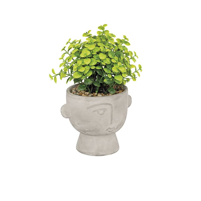 Planta Dusty - Vista 3