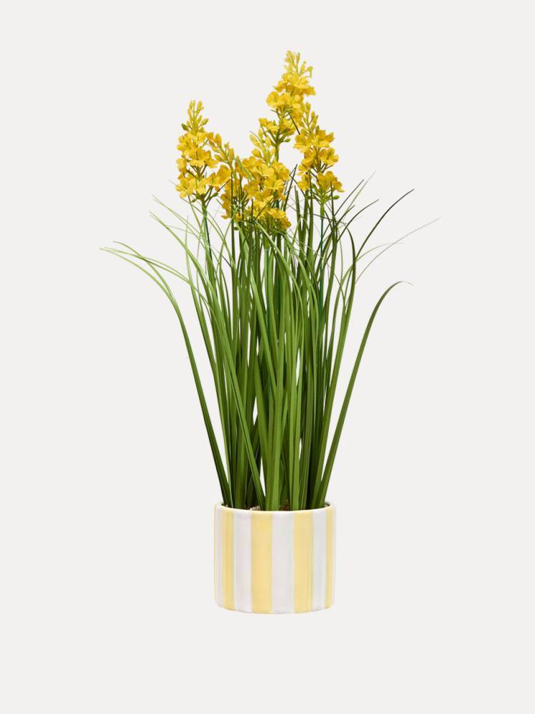 Flores E/Mac Daura vista 2