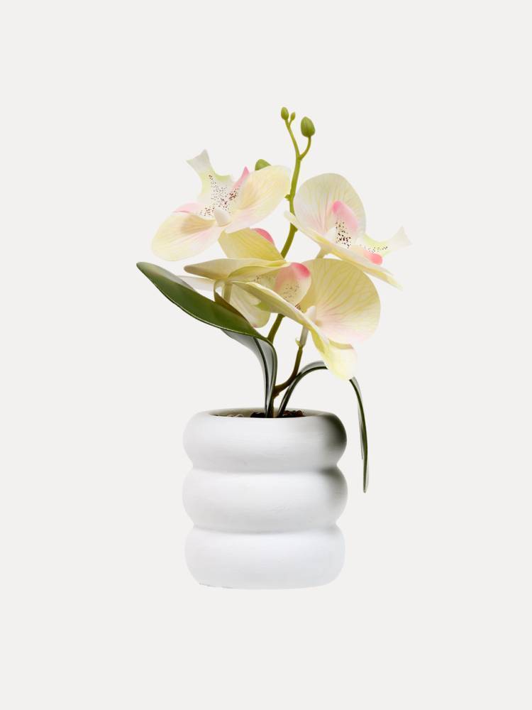 Orquidea E/Mac.mick vista 2