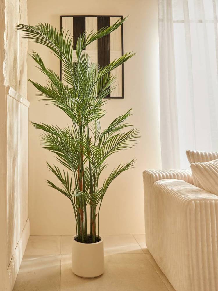 Palmera Merlo vista 2