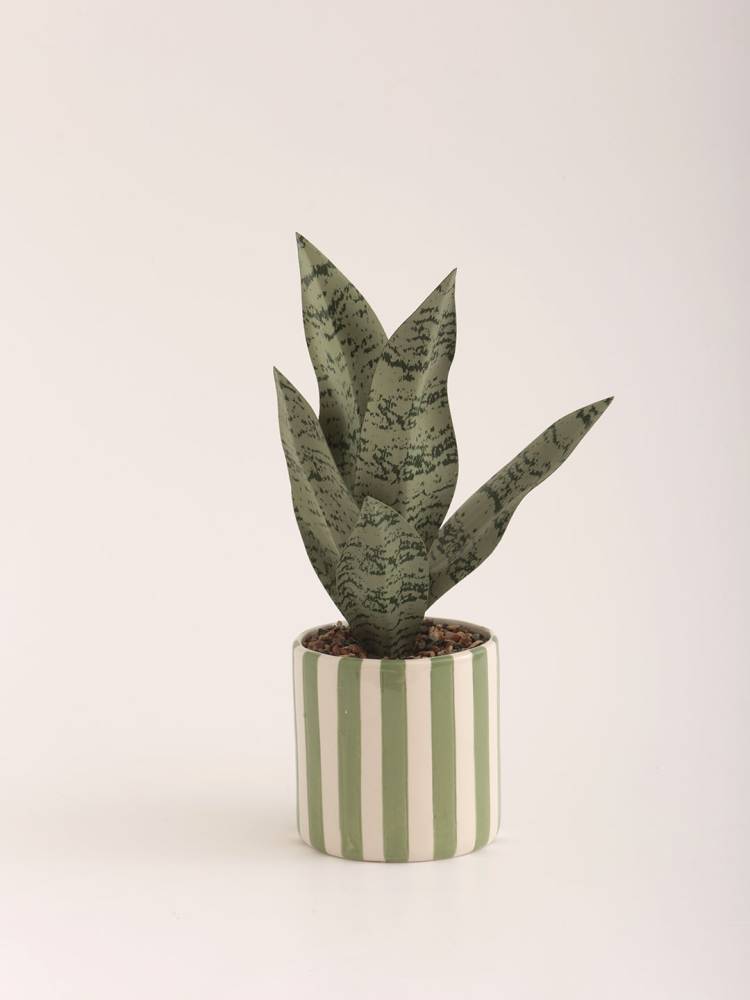Sansevieria vista 2