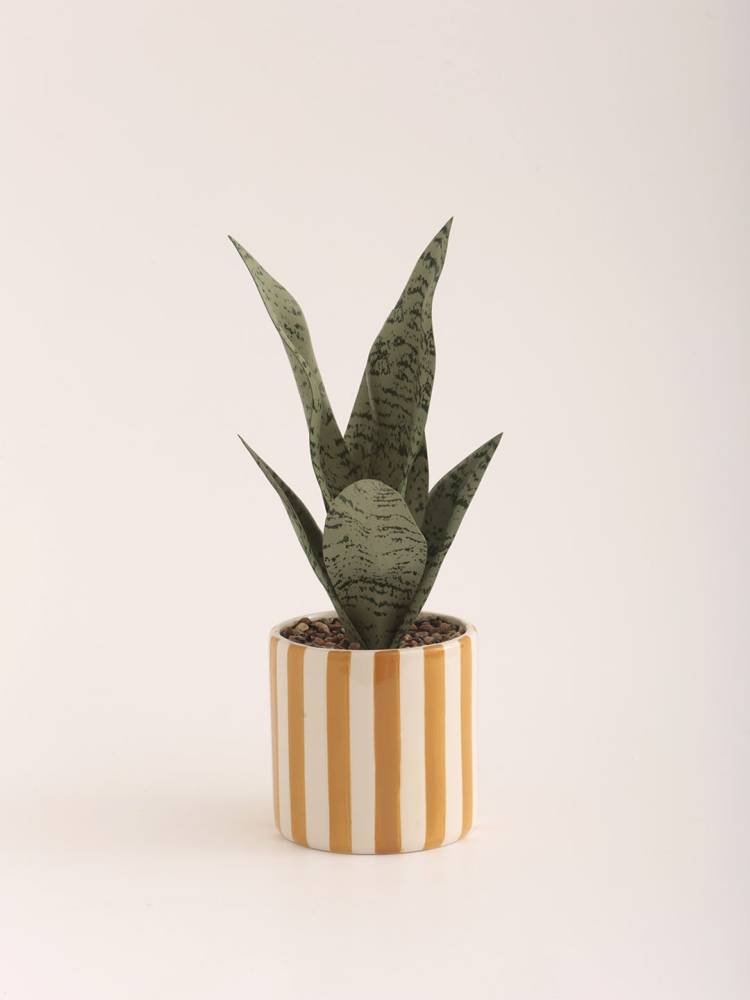 Sansevieria - Vista 3