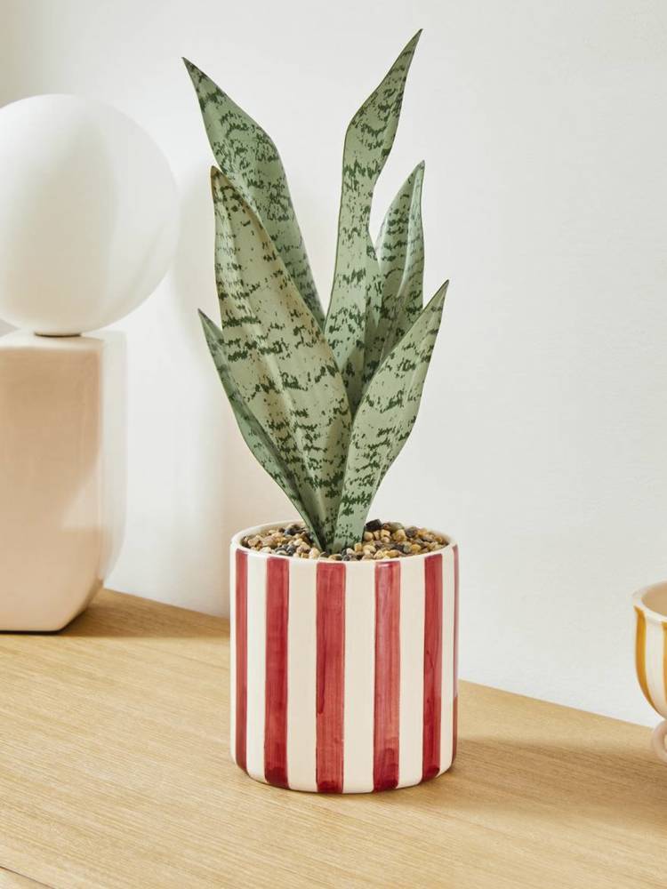 Sansevieria - Vista 4