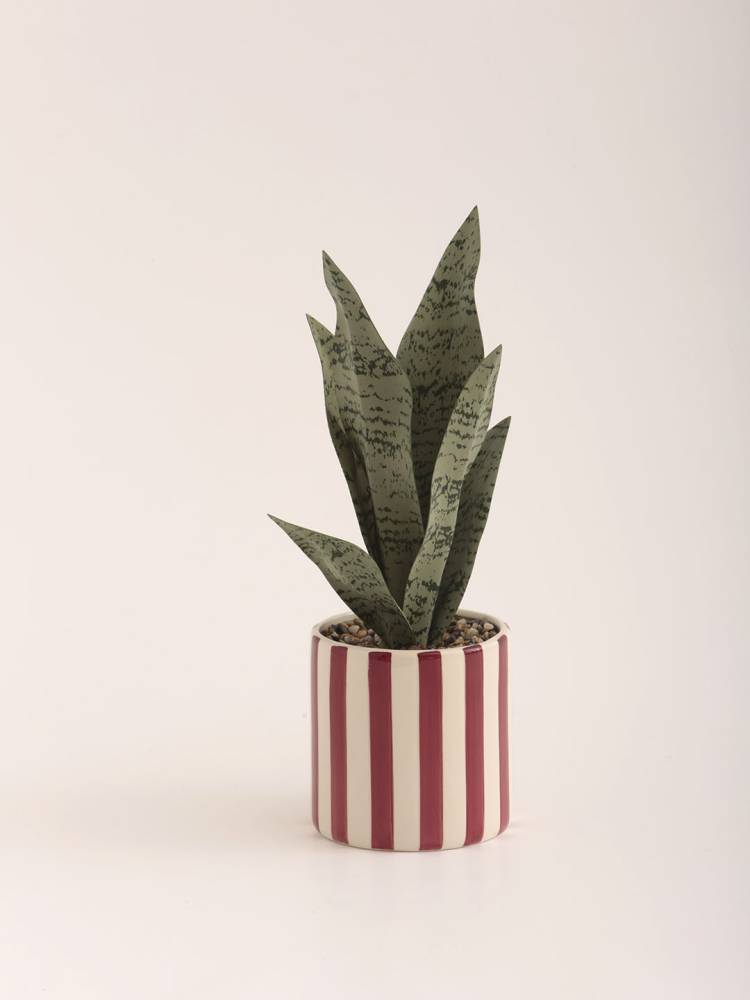 Sansevieria