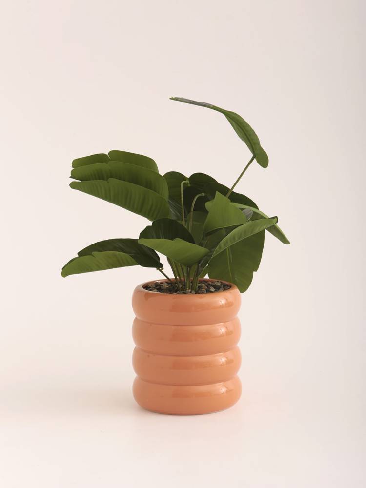 Strelitzia