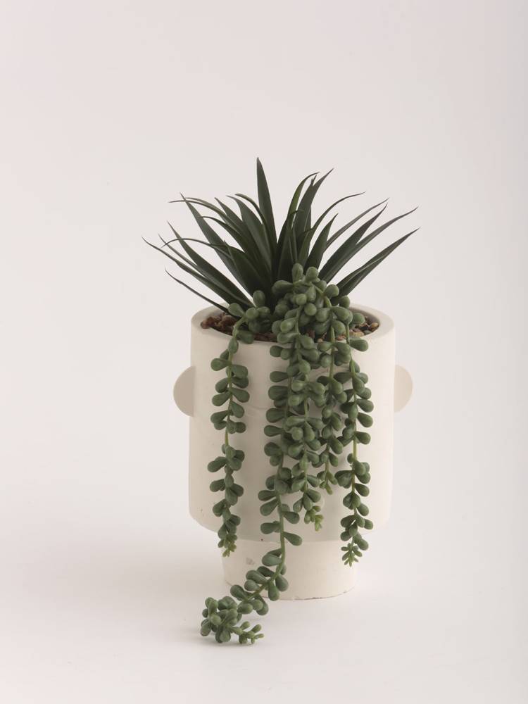 Planta E/Maceta Rostro