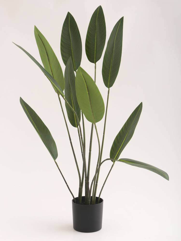 Strelitzia