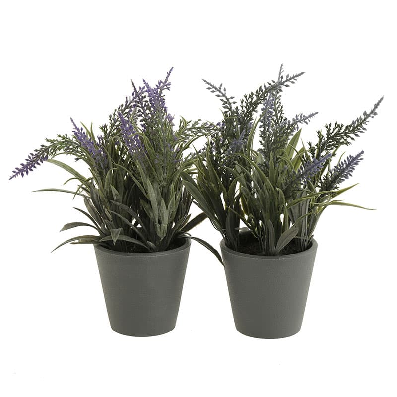 Lavanda E/Maceta vista 2