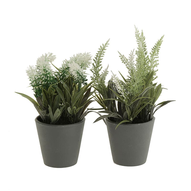 Lavanda E/Maceta - Vista 3