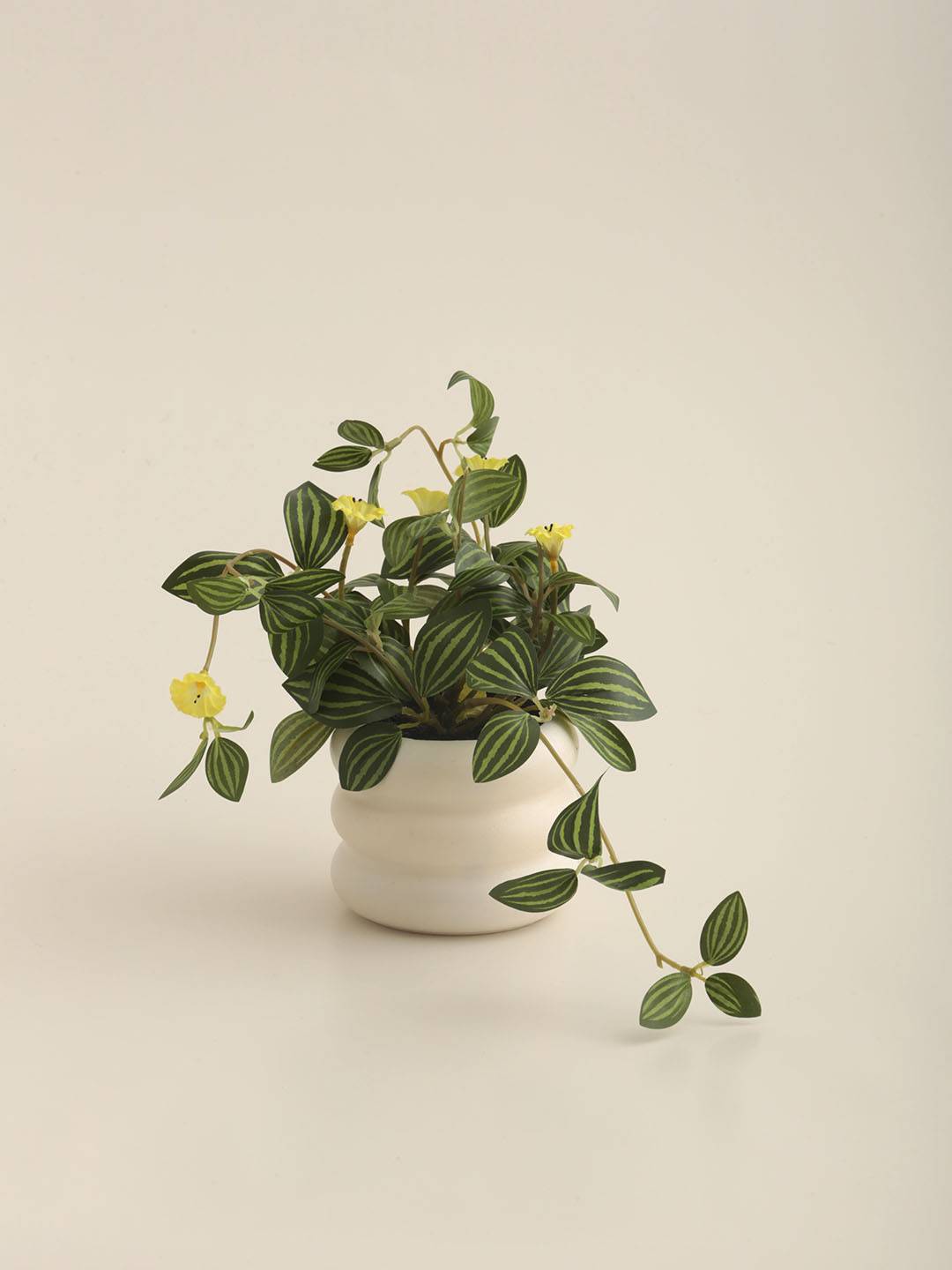 Planta E/Maceta vista 2