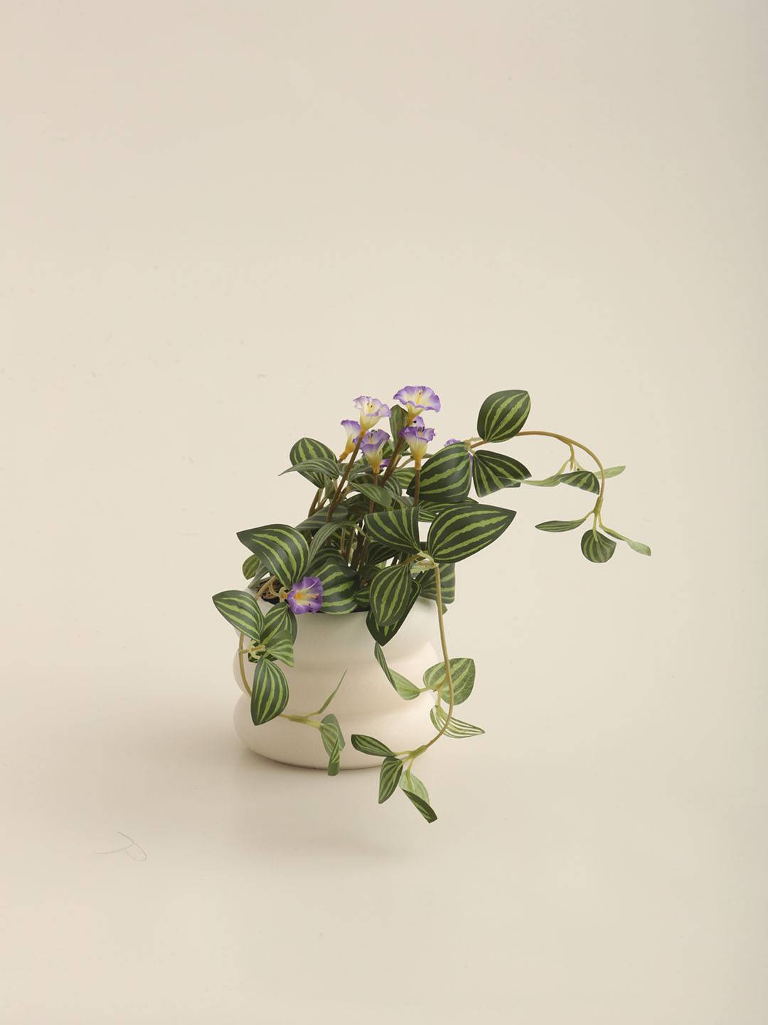 Planta E/Maceta - Vista 4