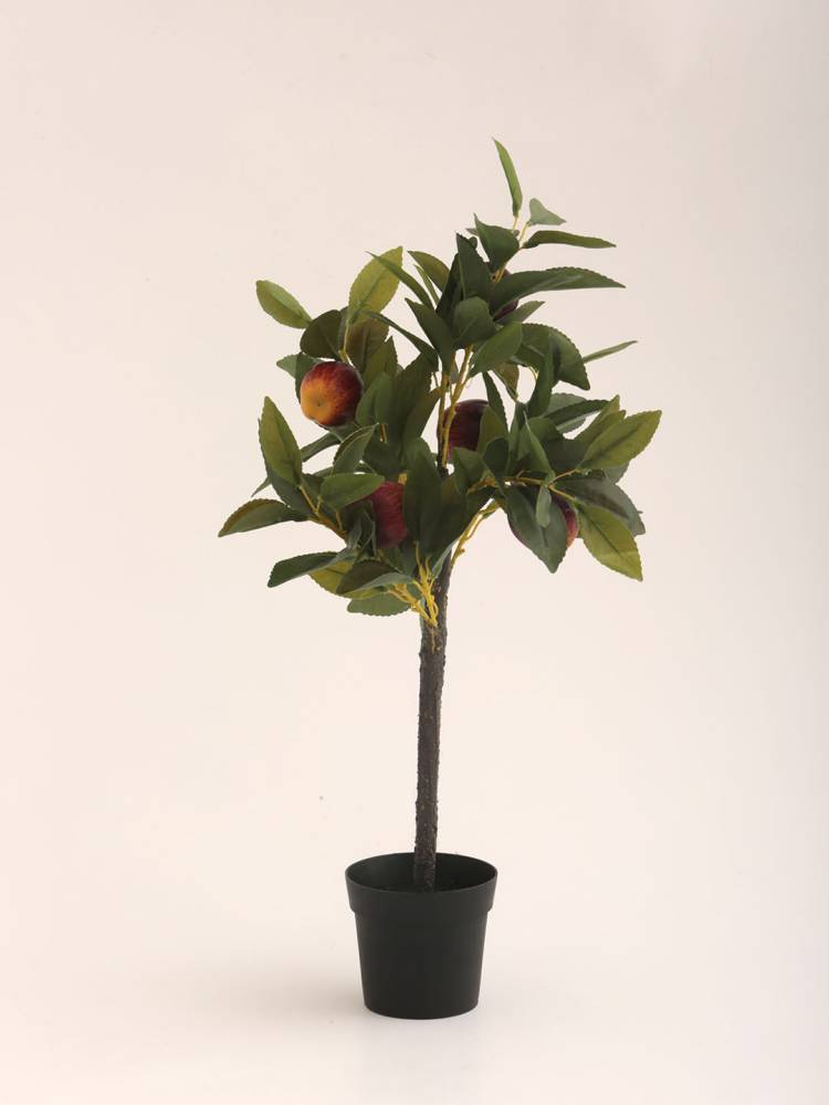 Árbol Frutal - Vista 3