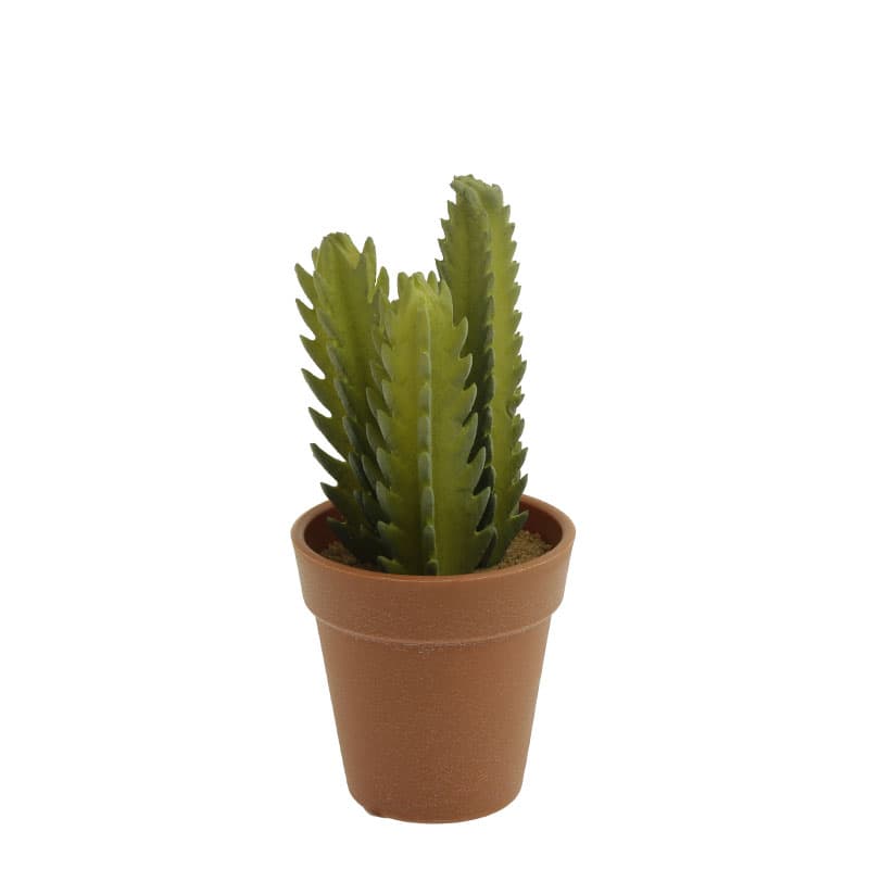 Cactus E/Maceta - Vista 4