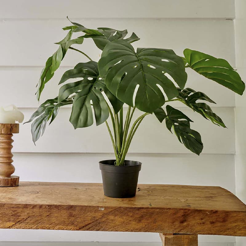 Planta Mostera E/Maceta vista 2