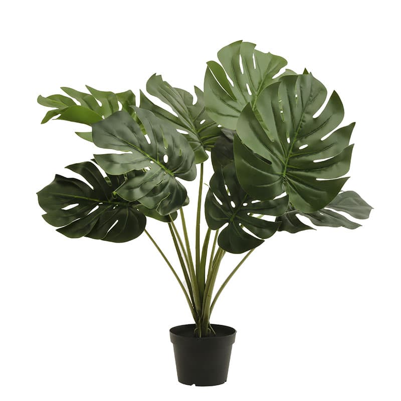 Planta Mostera E/Maceta