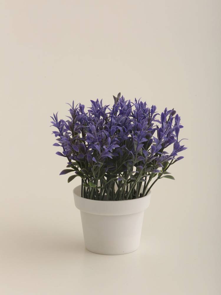 Lavanda E/Maceta