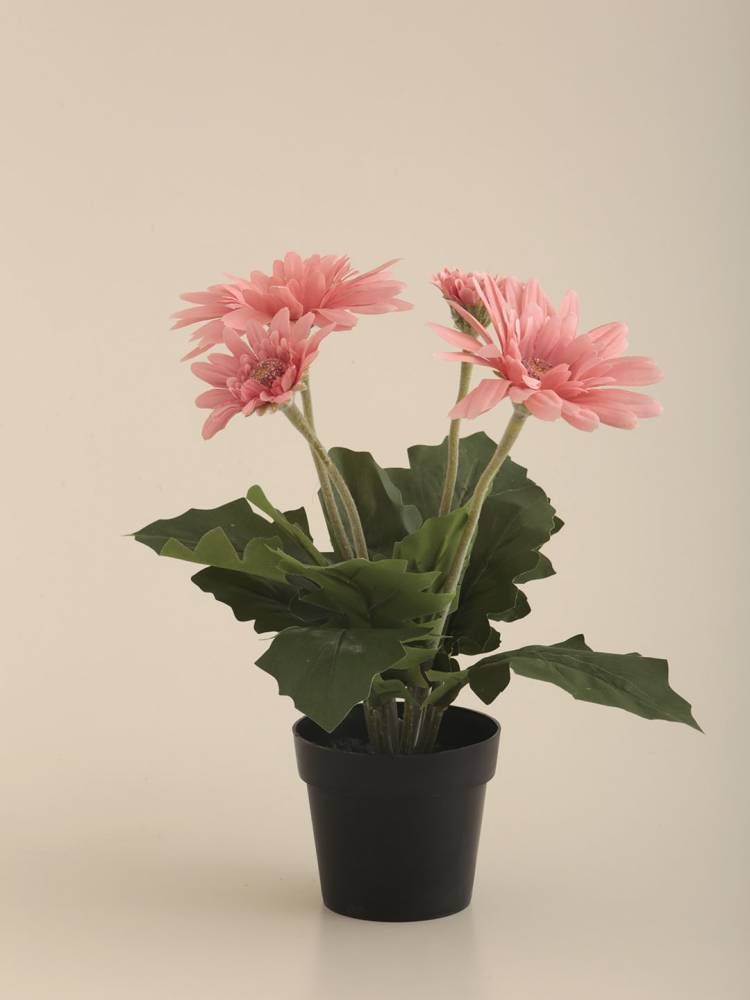 Gerbera E/Maceta vista 2