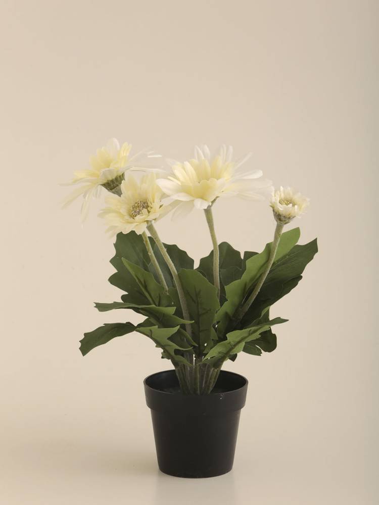 Gerbera E/Maceta - Vista 4