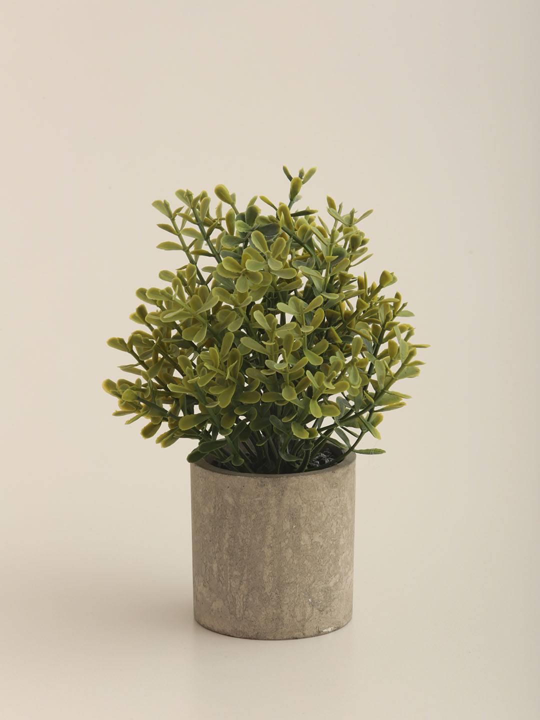 Eucalipto E/Maceta - Vista 3