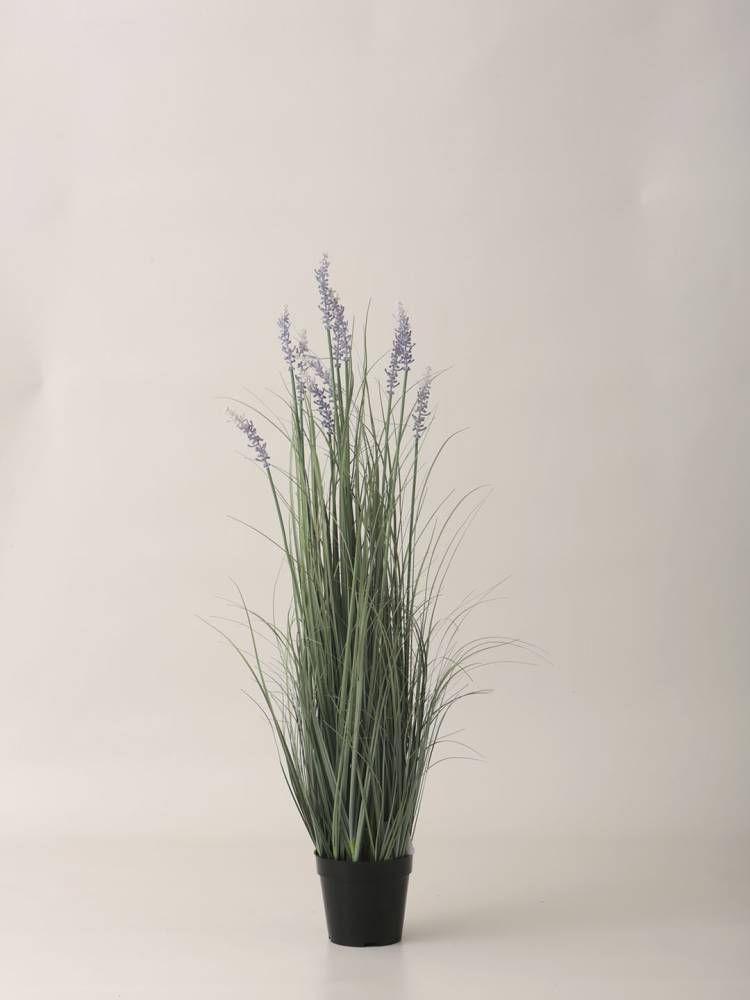 Lavanda