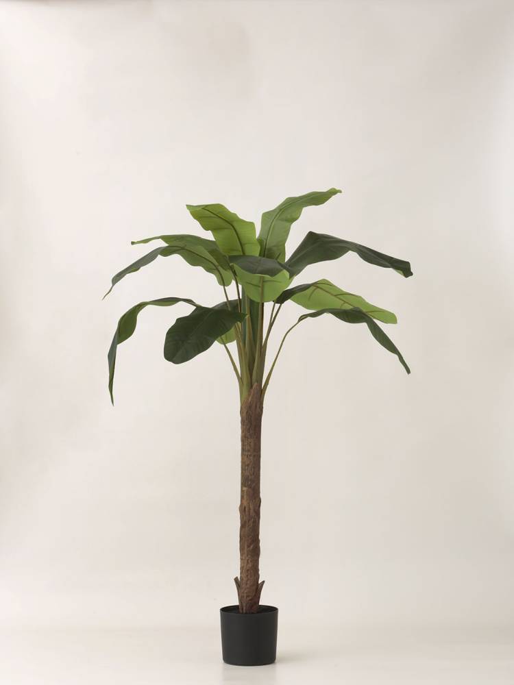 Platanera