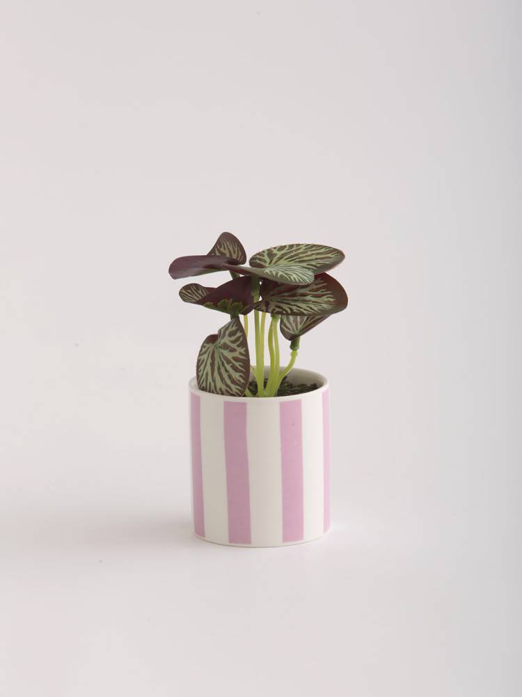 Planta E/Maceta vista 2