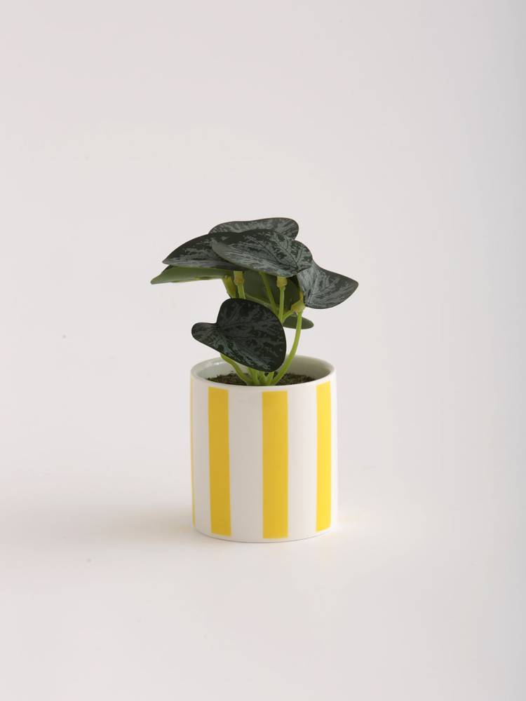 Planta E/Maceta - Vista 3