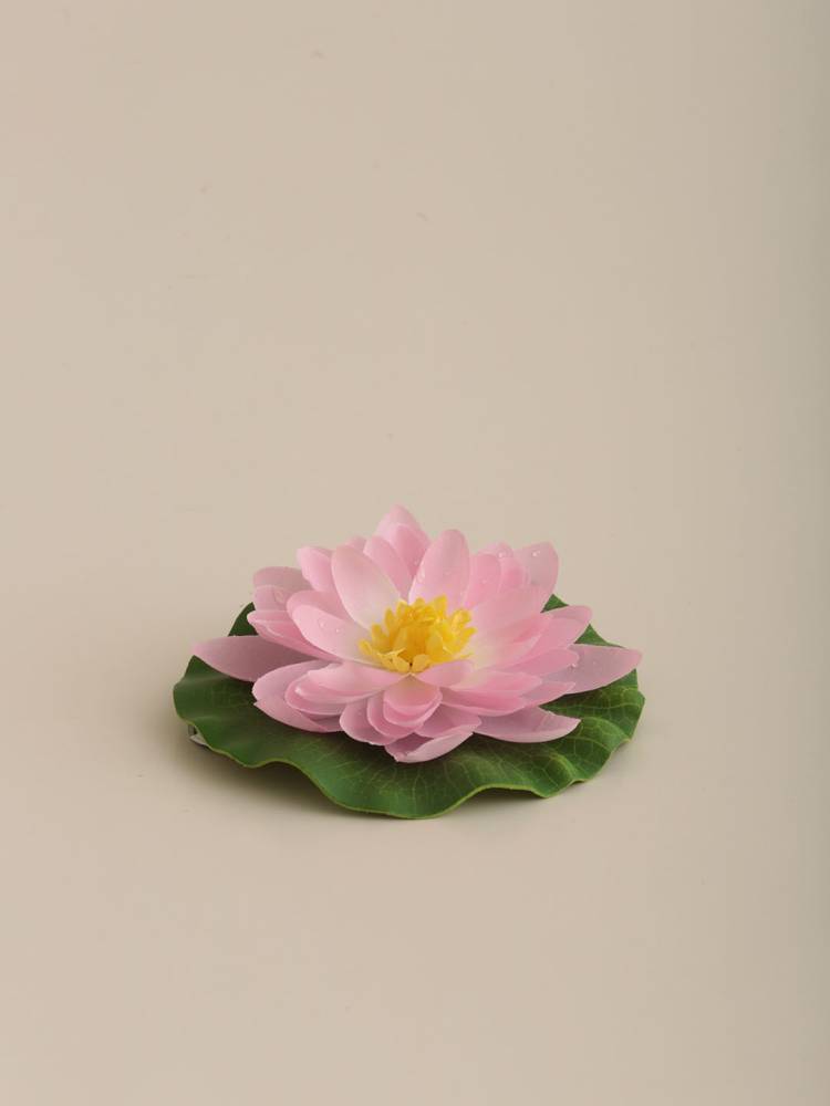 Flor Nenúfar Flotante - Vista 4