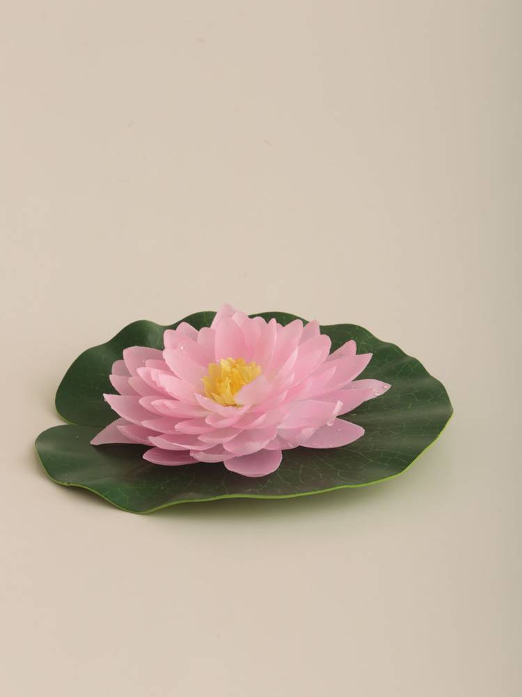 Flor Nenúfar Flotante - Vista 4