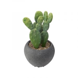 Cactus E/Maceta 