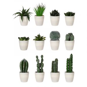 Rocasa Cactus E/Maceta