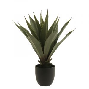 Rocasa Aloe Vera E/Maceta